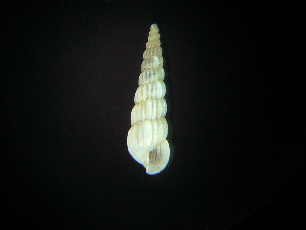 Turbonilla striatula